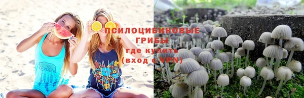 прущие грибы Баксан